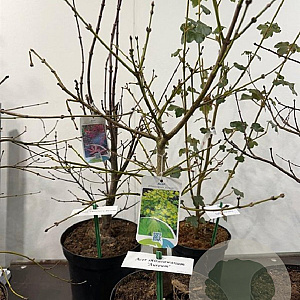 Acer shirasawanum 'Aureum' 40-50 cm met kluit