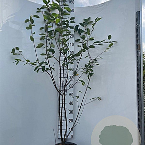 Amelanchier lamarckii 175-200 cm 7,5L Gestokt