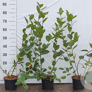 Aronia melanocarpa 60-80 cm 2,0L