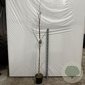 Betula utilis jacquemontii 200-225 cm 7,5L Gestokt