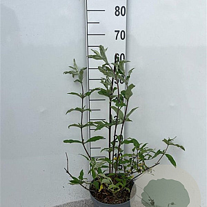 Buddleja d. 'Border Beauty' 80-100 cm 5,0L