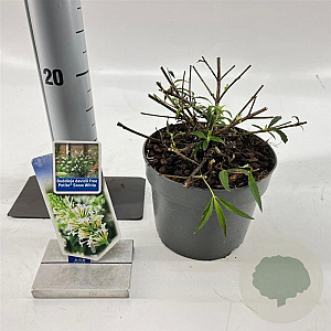 Buddleja Free Petite Snow White 20-25 cm 2,0L