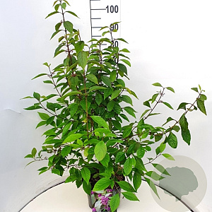 Callicarpa bod. 'Profusion' 80-100 cm 10L