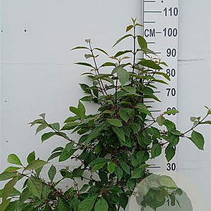 Callicarpa bod. 'Profusion' 80-100 cm 10L