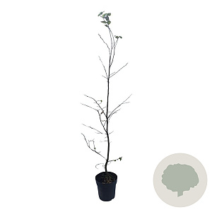 Carpinus betulus 100-125 cm 4,5L