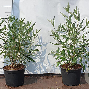 Caryopteris cland. 'Heavenly Blue' 40-60 cm 2,0L