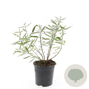 Caryopteris cland. 'Heavenly Blue' GM C1.3