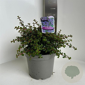 Ceanothus 'Emily Brown' 30-40 cm 5,0L