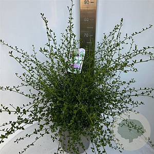 Ceanothus thyr. 'Millerton Point' 40-50 cm 10L