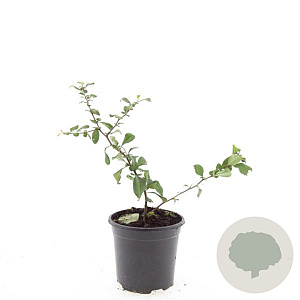 Chaenomeles sup. 'Red Trail' GM C1.3