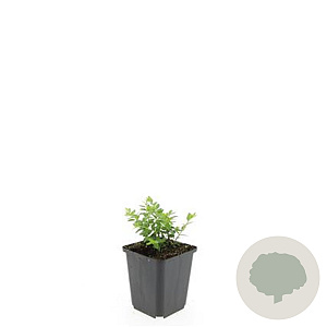 Chaenomeles sup. 'Red Trail' GM C1.3