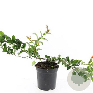 Chaenomeles sup. 'Texas Scarlet' GM C1.3