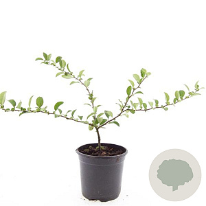 Chaenomeles sup. 'Texas Scarlet' GM C1.3