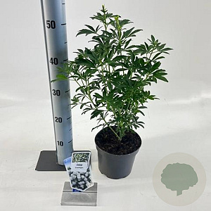 Choisya Green Fingers 25-30 cm 2,0L