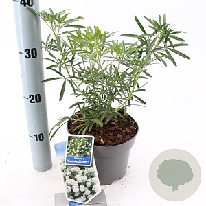 Choisya Green Fingers 25-30 cm 2,0L