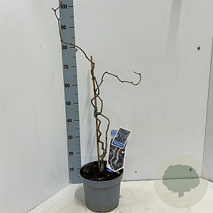 Corylus 'Red Majestic' 60-70 cm 5,0L