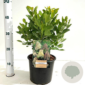 Cotinus cog. 'Young Lady' 30-40 cm 3,0L