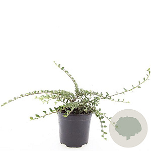 Cotoneaster atrop. 'Variegatus' GM C1.3