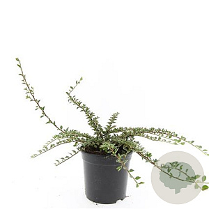 Cotoneaster atrop. 'Variegatus' GM C1.3