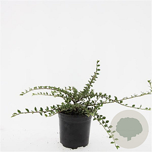 Cotoneaster atrop. 'Variegatus' GM C1.3