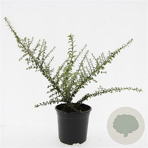 Cotoneaster conspicuus decorus GM C1.3