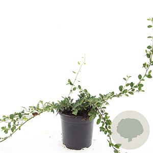 Cotoneaster dammeri GM C1.3