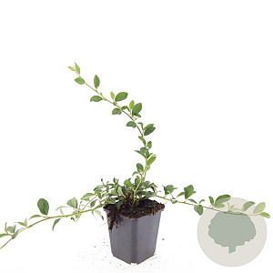 Cotoneaster dammeri GM P9