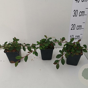 Cotoneaster dam. 'Major' GM P9