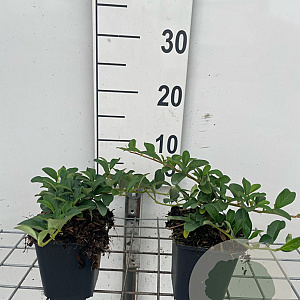 Cotoneaster dam. 'Major' GM P9