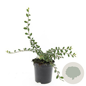 Cotoneaster dam. 'Miranda' GM C1.3