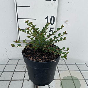 Cotoneaster horizontalis GM C1.3