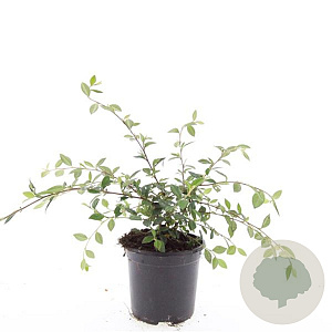 Cotoneaster lacteus GM C1.3