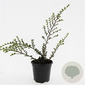 Cotoneaster nanshan 'Boer' GM C1.3
