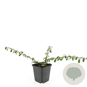 Cotoneaster radicans 'Eichholz' GM P9