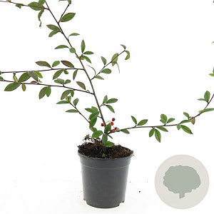 Cotoneaster sal. 'Herbstfeuer' GM C1.3