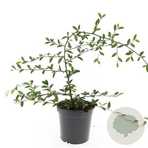 Cotoneaster sal. 'Parkteppich' GM C1.3