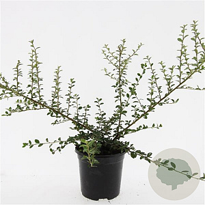 Cotoneaster suec. 'Coral Beauty' GM C1.3