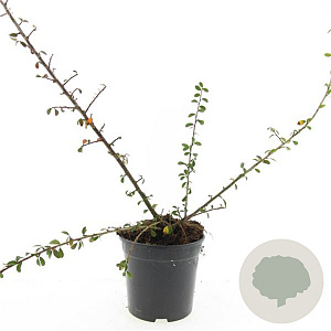 Cotoneaster suec. 'Skogholm' GM C1.3