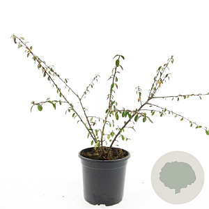 Cotoneaster suec. 'Skogholm' GM C1.3