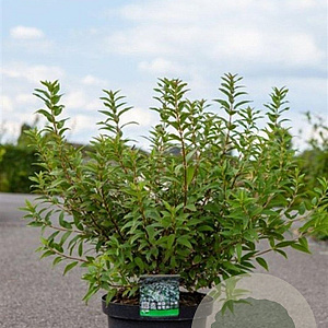 Deutzia gracilis 60-80 cm 10L