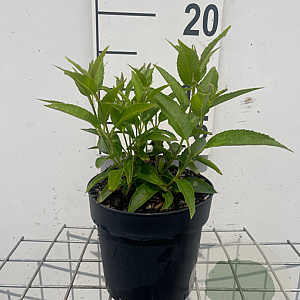 Deutzia gracilis GM C1.3