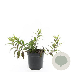 Deutzia gracilis 'Nikko' GM C1.3