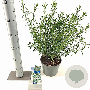 Eriostemon myoporoides 30-40 cm 3,0L