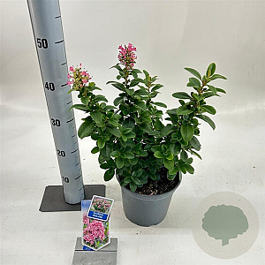 Escallonia laevis Pink Elle 30-40 cm 3,0L