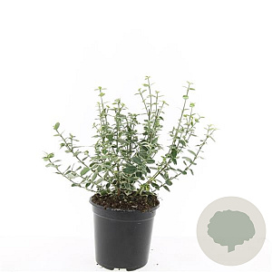 Euonymus fort. 'Emerald Gaiety' GM C1.3