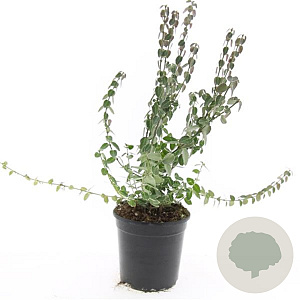 Euonymus fort. 'Emerald Gaiety' GM C1.3