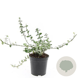 Euonymus fort. 'Emerald Gaiety' GM C1.3