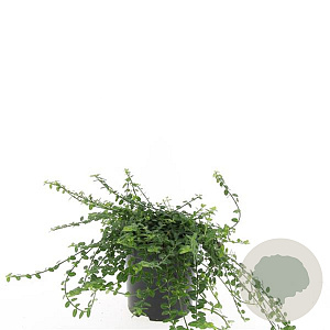 Euonymus fort. 'Minimus' GM C1.3