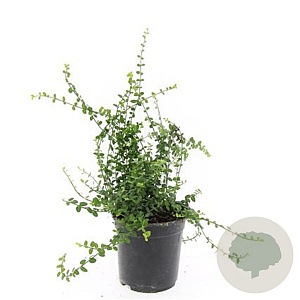 Euonymus fort. 'Minimus' GM C1.3