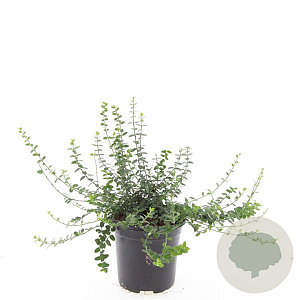 Euonymus fort. 'Minimus' GM C1.3